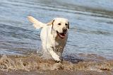 LABRADOR 176